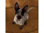 Adopt Vinny a Cattle Dog, Australian Cattle Dog / Blue Heeler