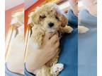 F2 Aussiedoodle-Poodle (Miniature) Mix PUPPY FOR SALE ADN-774485 - Mini F1B