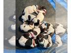 German Shorthaired Pointer PUPPY FOR SALE ADN-774477 - Litter of 8 ready to go