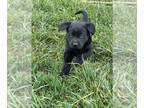 Labrador Retriever PUPPY FOR SALE ADN-774408 - AKC pedigree Labrador Retriever