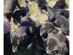 Bogle-Labrador Retriever Mix PUPPY FOR SALE ADN-774401 - LabBogle puppies