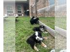 Australian Shepherd PUPPY FOR SALE ADN-774371 - AKC Standard Australian Shepherd