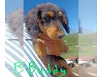 Dachshund PUPPY FOR SALE ADN-774370 - Black and tan long haired puppies