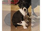 Great Dane PUPPY FOR SALE ADN-774332 - AKC Great Dane puppy