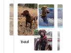 Labrador Retriever PUPPY FOR SALE ADN-774245 - Chocolate and Black Lab Puppies