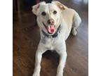 Adopt Snow a Labrador Retriever