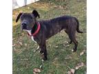 Adopt Duke a Pit Bull Terrier