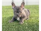 French Bulldog PUPPY FOR SALE ADN-774583 - CHOCOLATE COLOR
