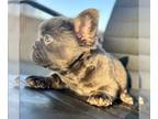 French Bulldog PUPPY FOR SALE ADN-774579 - LILAC TAN FLUFFY