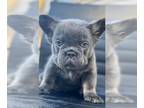 French Bulldog PUPPY FOR SALE ADN-774569 - LILAC TAN FLUFFY