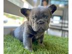 French Bulldog PUPPY FOR SALE ADN-774549 - LILAC TAN FLUFFY