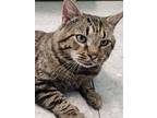 Adopt Herbie a Domestic Short Hair