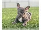 French Bulldog PUPPY FOR SALE ADN-774532 - CHOCOLATE COLOR