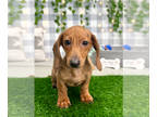 Dachshund PUPPY FOR SALE ADN-774522 - Anthony