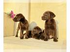 Labrador Retriever PUPPY FOR SALE ADN-774520 - chocolate labradors