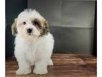 Havanese PUPPY FOR SALE ADN-774519 - Ollie