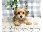 Morkie PUPPY FOR SALE ADN-774511 - Blaze