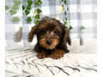 YorkiePoo PUPPY FOR SALE ADN-774509 - Yasmine