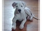 Dogo Argentino PUPPY FOR SALE ADN-774506 - Bella Dogo Argentino puppy AKC