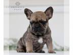 French Bulldog PUPPY FOR SALE ADN-774500 - French Bulldog