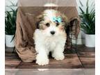 Zuchon PUPPY FOR SALE ADN-774498 - Bella