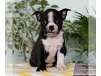 Boston Terrier PUPPY FOR SALE ADN-774492 - ACA Boston Terrier