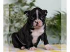 Boston Terrier PUPPY FOR SALE ADN-774491 - ACA Boston Terrier