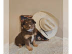 Miniature Australian Shepherd PUPPY FOR SALE ADN-774479 - Beautiful Mini Aussie