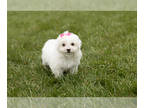 Bichon Frise PUPPY FOR SALE ADN-774451 - Bichon Frise female puppy in Indiana