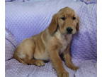 Golden Retriever PUPPY FOR SALE ADN-774421 - Marley