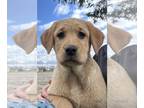 Labrador Retriever PUPPY FOR SALE ADN-774391 - AKC Labrador Puppy Ready to go