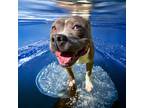 Adopt DA 21 Patino a Pit Bull Terrier