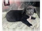 Australian Retriever PUPPY FOR SALE ADN-774380 - Australian Retriever