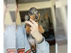 Dachshund PUPPY FOR SALE ADN-774353 - Mini Dapple Dachshund