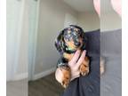 Dachshund PUPPY FOR SALE ADN-774352 - Mini Dapple Dachshund