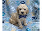 Cavapoo PUPPY FOR SALE ADN-774334 - Gorgeous Cavapoos