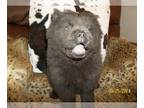 Chow Chow PUPPY FOR SALE ADN-774329 - MISTY BLUE IS A GORGOEUS PUREBRED CKC REG