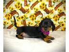 Dachshund PUPPY FOR SALE ADN-774328 - Mini dachshund