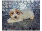 Cockapoo-Poodle (Miniature) Mix PUPPY FOR SALE ADN-774326 - F1b Cockapoo puppies