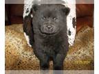 Chow Chow PUPPY FOR SALE ADN-774319 - JET ADORABLE CKC REG BLACK FEMALE CHOW PUP