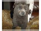 Chow Chow PUPPY FOR SALE ADN-774311 - STORMY BLUE