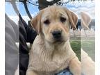 Labrador Retriever PUPPY FOR SALE ADN-774309 - AKC Labrador Puppy Ready to go