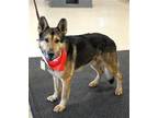 Adopt Gavin G a German Shepherd Dog