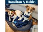 Adopt Hamilton and Hobbs a Mixed Breed