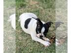 Boston Terrier PUPPY FOR SALE ADN-774302 - AKC Registered Boston Terrier