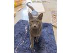 Adopt EEYORE a Domestic Short Hair