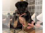 German Shepherd Dog PUPPY FOR SALE ADN-774287 - Orange Collar Male