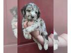 Aussiedoodle PUPPY FOR SALE ADN-774281 - Litter of Aussiedoodle puppies