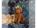 Goldendoodle (Miniature) PUPPY FOR SALE ADN-774270 - Small Hypoallergenic Mini