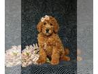 Miniature Labradoodle PUPPY FOR SALE ADN-774265 - Adorable Hypoallergenic Small